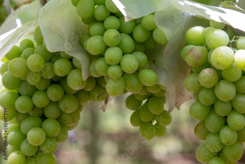 Detail of bunch of table grapes ripening on the vine. Brazil