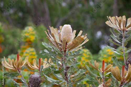 Fototapeta banksia natives