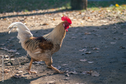 Rooster walking in the park