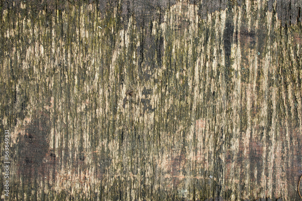 Fototapeta premium Damaged and weathered plywood, grunge texture