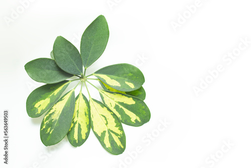 Close up of a Schefflera Houseplant leaf, isolated on white