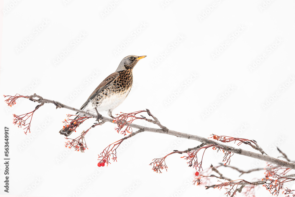 Fine art portrait of the fieldfare (Turdus pillars) Fine art portrait of the fieldfare (Turdus pillars)