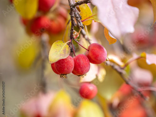 Bright red small wild apples among the yellow leaves in autumn.