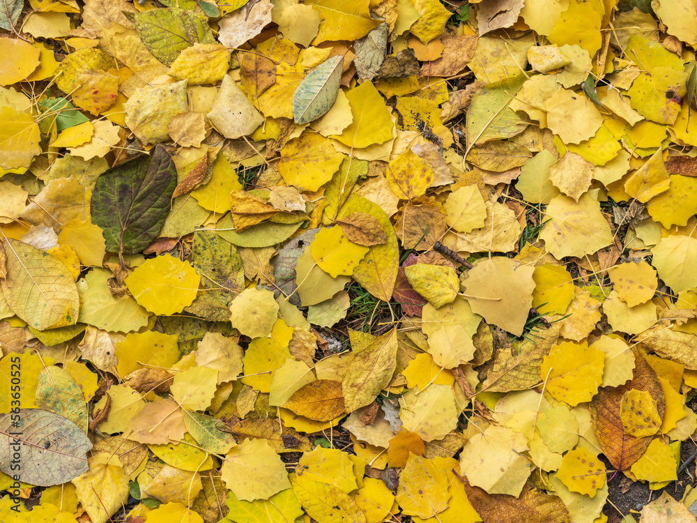 Orange and yellow fallen leaves in the sunlight. Orange and yellow fallen leaves in the sunlight.