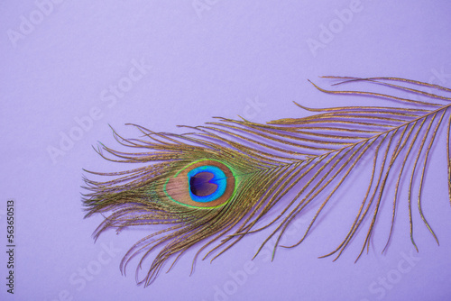 peacock feather on purple paper background background