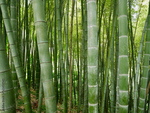 Close up of giant bamboo forest.