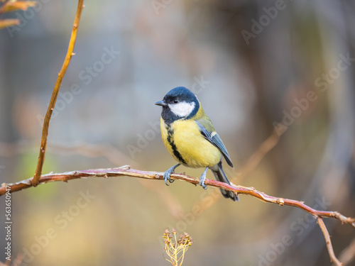 Cute bird Great tit, songbird sitting on the branch with blured background