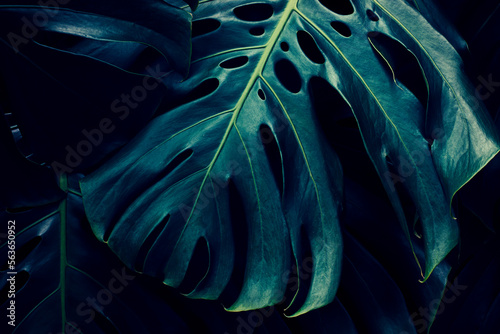 blue tropical foliage, monstera plant background