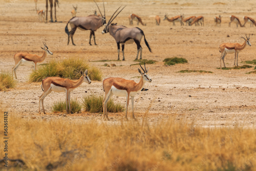 Fototapeta Springbok in natural habitat in Etosha National Park in Namibia.