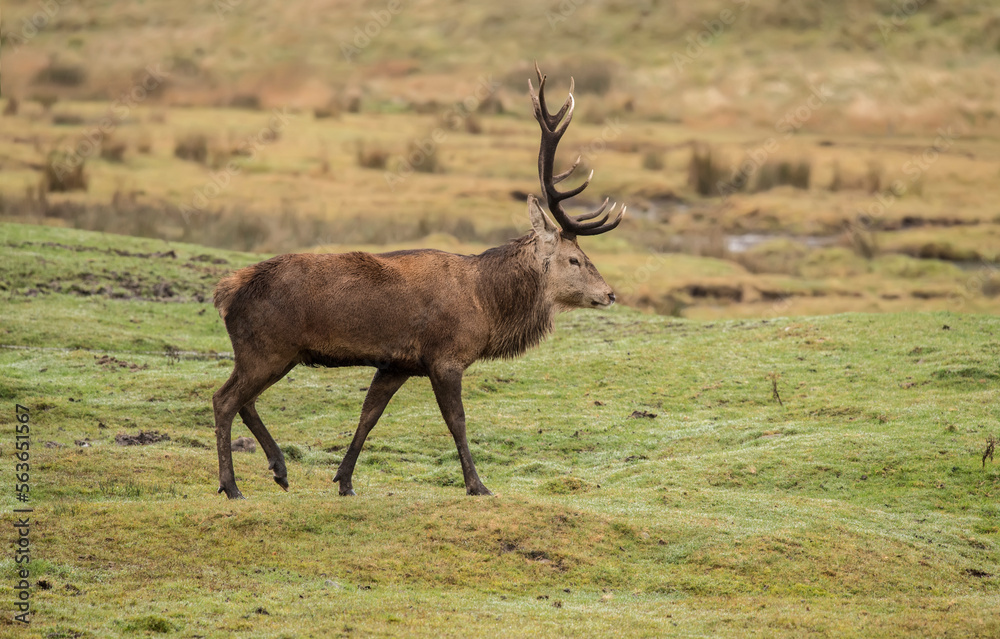 red deer, Cervus elaphus, male standing on grass close up in autumn in the uk.. red deer, Cervus elaphus, male standing on grass close up in autumn in the uk..