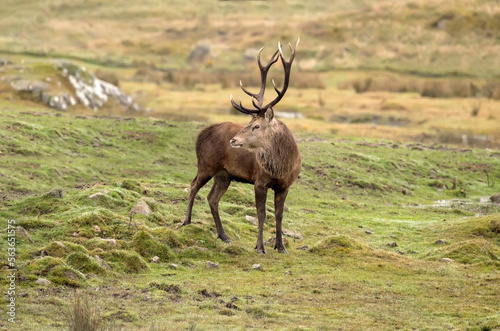 red deer  Cervus elaphus  male standing on grass close up in autumn in the uk.