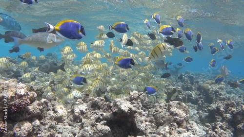 School of colourful tropical reef fishes slow motion photo