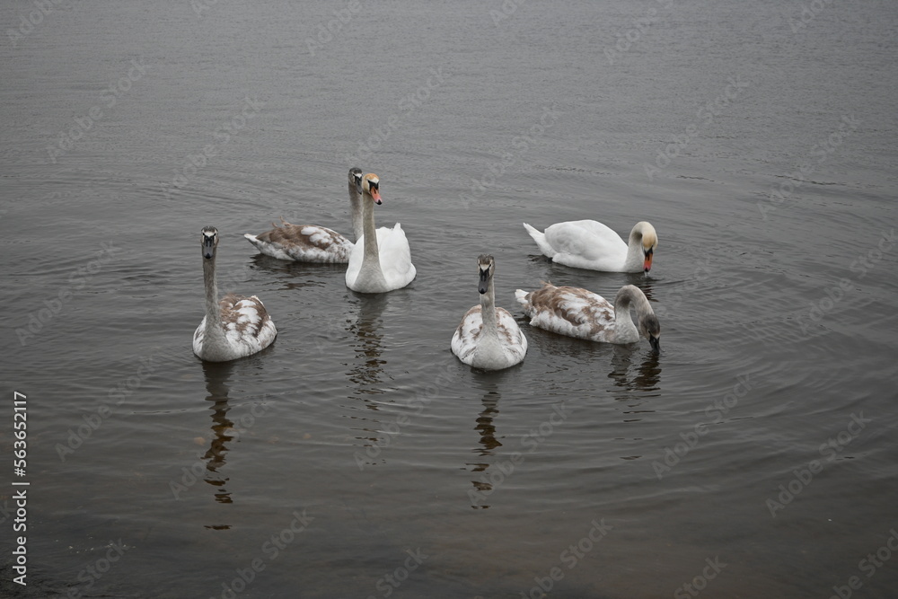 Mute swans pair of swans, gray young swans swimming in winter climate change global warming, unfrozen water white mute swan bird floating winter, swan fidelity, bird migration, sustainable development Mute swans pair of swans, gray young swans swimming in winter climate change global warming, unfrozen water white mute swan bird floating winter, swan fidelity, bird migration, sustainable development