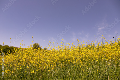 Yellow field of blooming rapeseed.
