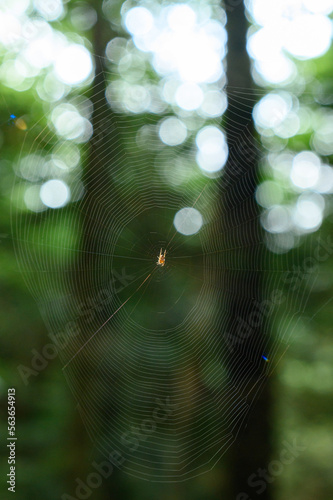 A web in a dark forest, a small invisible spider spits on its prey on the web it has woven.