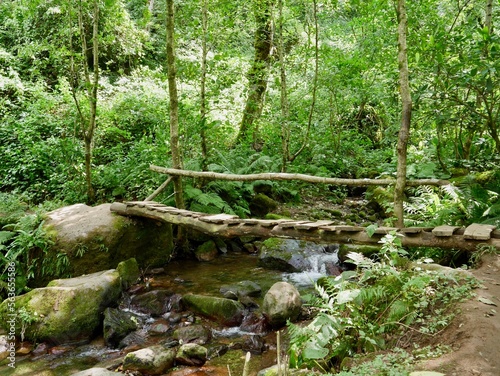 Wooden bridge in lush green Mtirala National Park, Georgia.