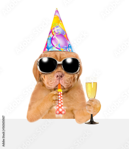 Mastiff puppy wearing sunglasses and party cap blowing in party horn holds glass of champagne above empty white banner. isolated on white background © Ermolaev Alexandr