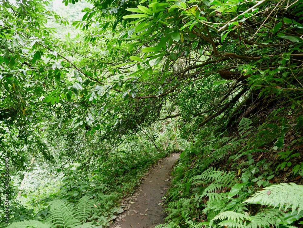 Hiking path in lush green Mtirala National Park, Georgia. Hiking path in lush green Mtirala National Park, Georgia.