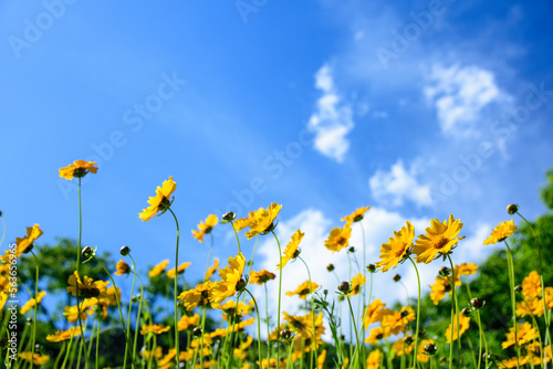 黄色い花と青空－群馬県南牧村