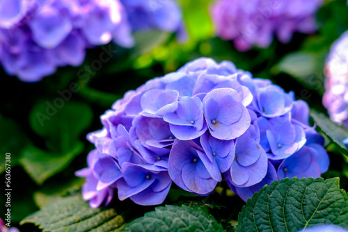 Hydrangea. Close-up view, the beautiful purplish-blue flowers and fresh green leaves in the morning at the garden.