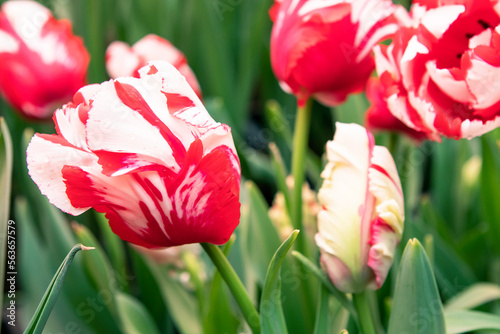 Red and white tulips flowers in the garden