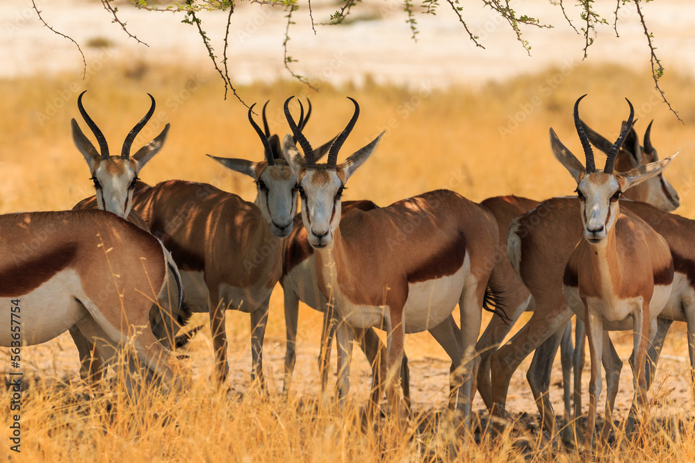 Obraz premium Springbok in natural habitat in Etosha National Park in Namibia.