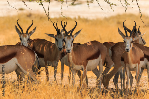 Springbok in natural habitat in Etosha National Park in Namibia.