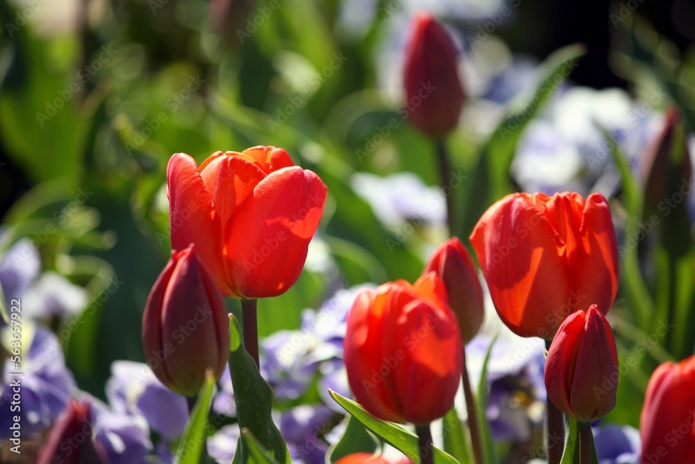 Fototapeta premium orange tulips