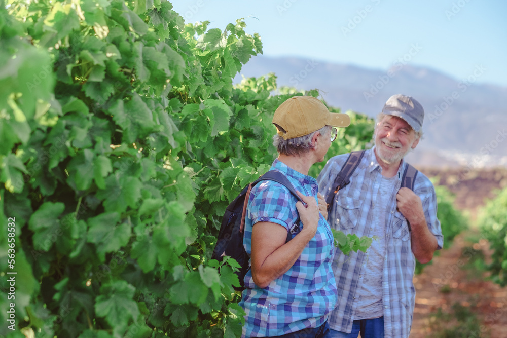 Senior couple of tourists in Tenerife travel visiting vineyard walking amongst grapevines. People on holiday in summer valley landscape. Senior couple of tourists in Tenerife travel visiting vineyard walking amongst grapevines. People on holiday in summer valley landscape.