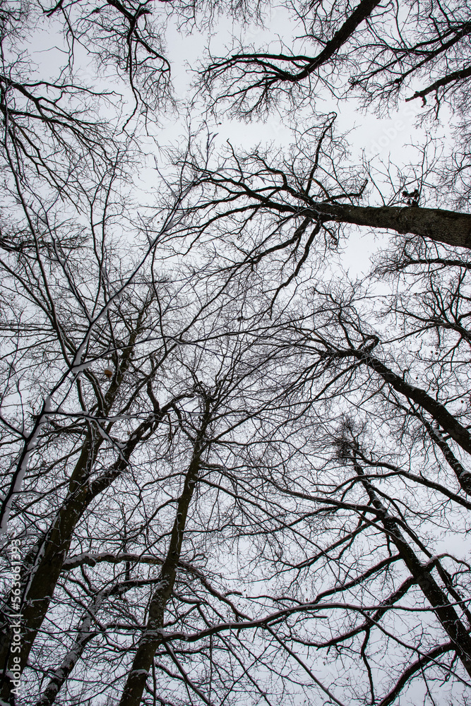 Obraz premium trees in the sky