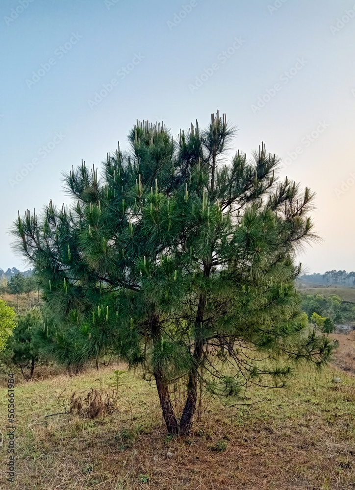 young pine tree on the hills of Meghalaya 