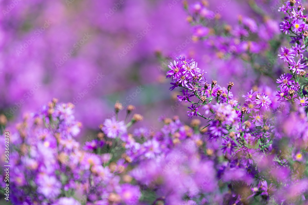 Beautiful purple daisy blooming in the garden, blurred image for background. Beautiful purple daisy blooming in the garden, blurred image for background.