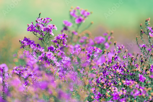 Beautiful purple daisy blooming in the garden  blurred image for background.