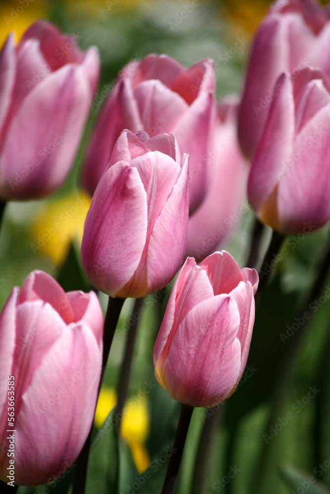 Fototapeta premium pink tulips