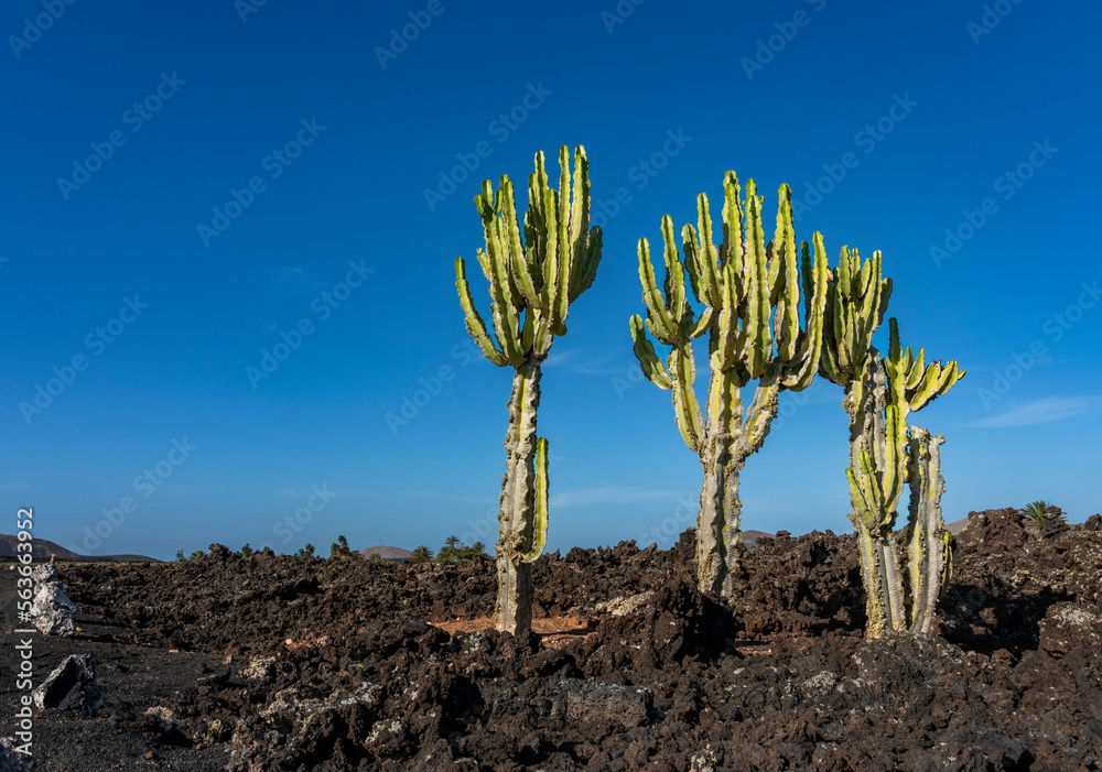 Vulkan Colorado mit Kakteen (Cactaceae), Lanzarote, Kanaren, Spanien, Vulkan Colorado mit Kakteen (Cactaceae), Lanzarote, Kanaren, Spanien,