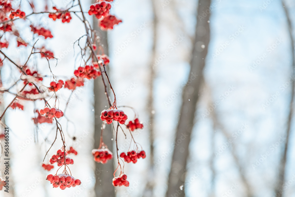 Rowan tree in snow, natural winter background Rowan tree in snow, natural winter background