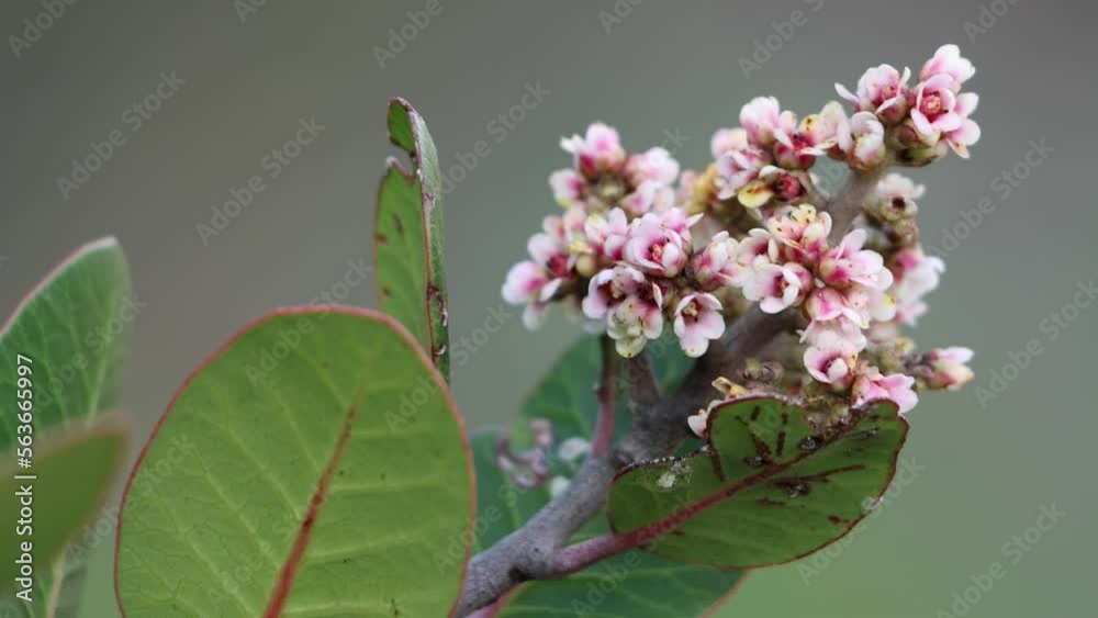 Compund Racemose Pink flowering terminal pistillate compound racemose spike ...