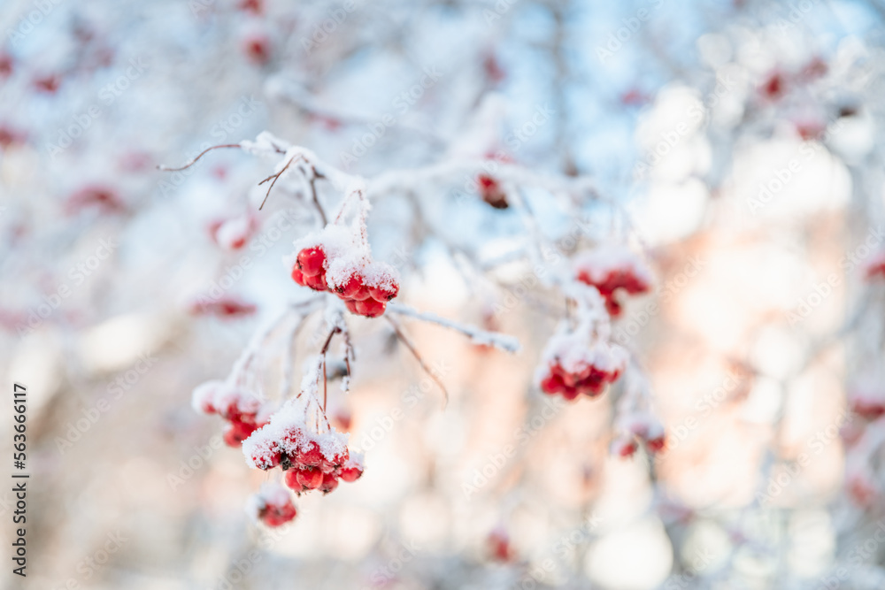 Rowan tree in snow, natural winter background Rowan tree in snow, natural winter background