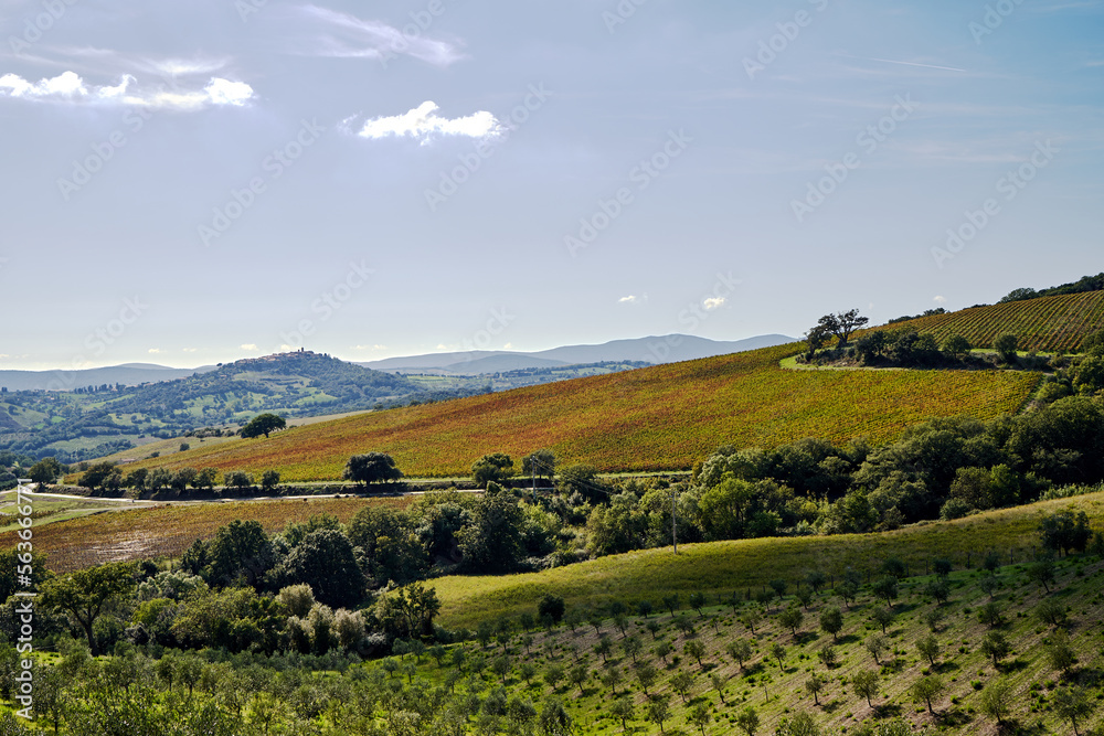 Agricultural landscape with olive. vine plantations and the towers of the city on the hill in Tuscany