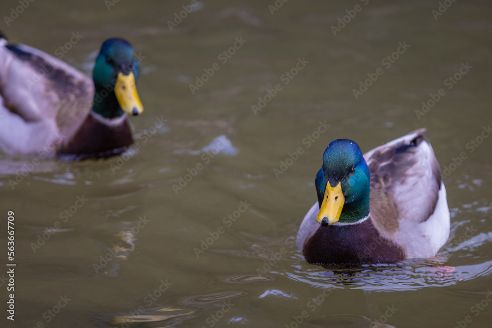 Obraz premium Mallard duck in the water.