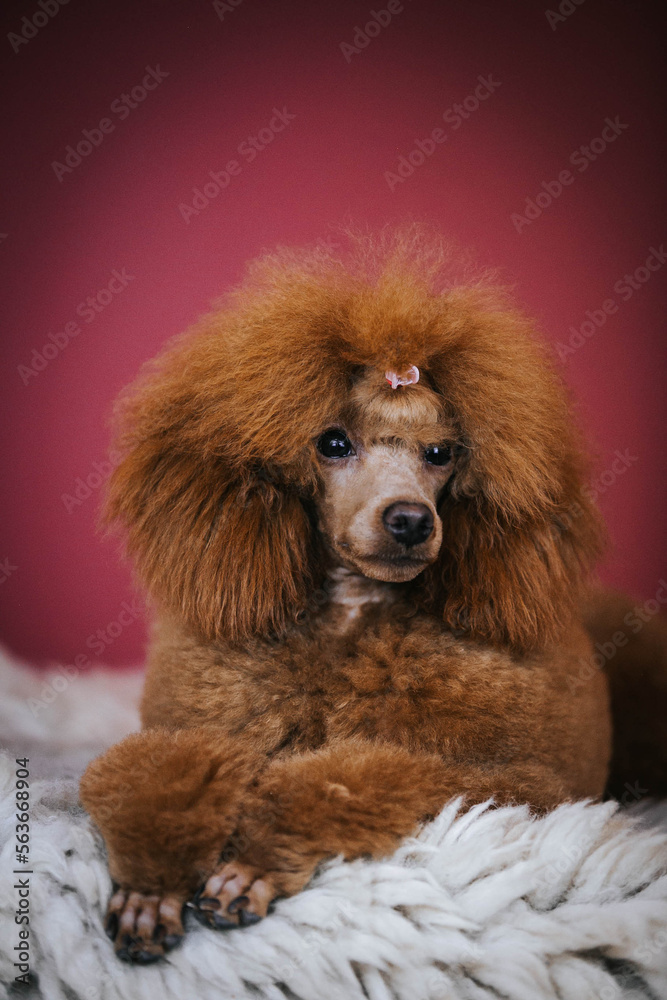Red poodle puppy posing in studio red background Red poodle puppy posing in studio red background