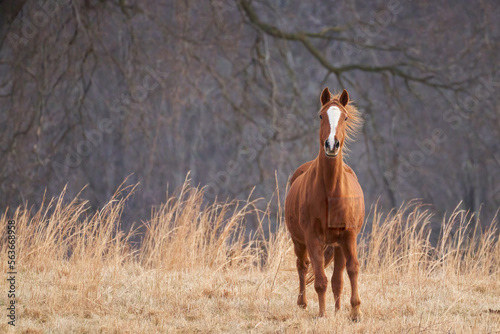 Galloping Horse