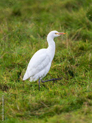 Cattle Egret Searching For Food © Stephan Morris 