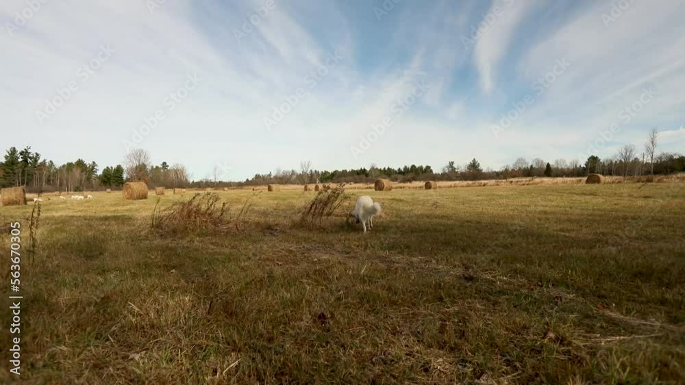 A maremma sheepdog on a small farm in Ontario, Canada. Pets and working dogs in North America.
