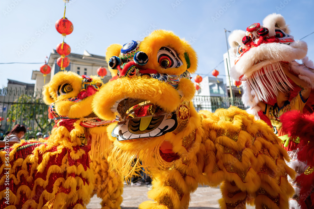 custom made wallpaper toronto digitalDragon and lion dance show in chinese new year festival (Tet festival ), lion Dance - dragon and lion dance street performances in Vietnam. Selective focus.