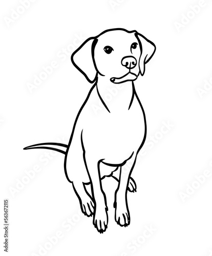 Fototapeta Naklejka Na Ścianę i Meble -  Vector image of an dog labrador outline.