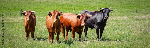 Braune Kühe mit einen schwarzen Bullen, stehen neben einander auf der Wiese.