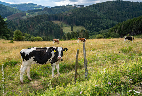 Kühe und Rinder auf einer weitläufigen und hügeligen Weide.