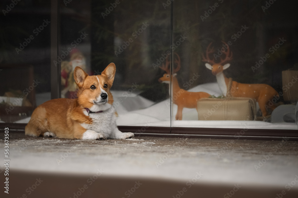 Portrait of cute corgi dog near shop window