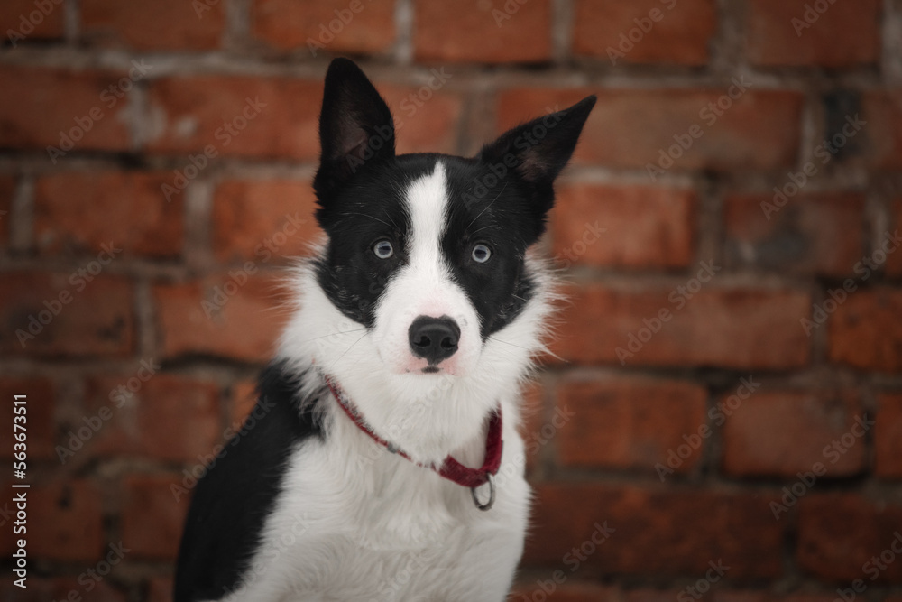 Border collie beautiful dog portrait against brick wall